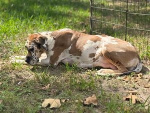 Spotted Great Dane resting on grass with autumn leaves scattered around.