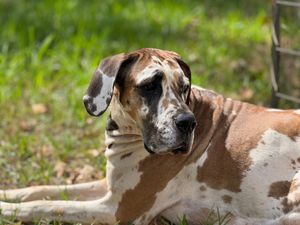 Close-up portrait of a Great Dane with distinctive brown and white spotted markings.