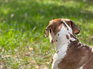 Close-up profile view of a Great Dane's head showing brown and white markings.