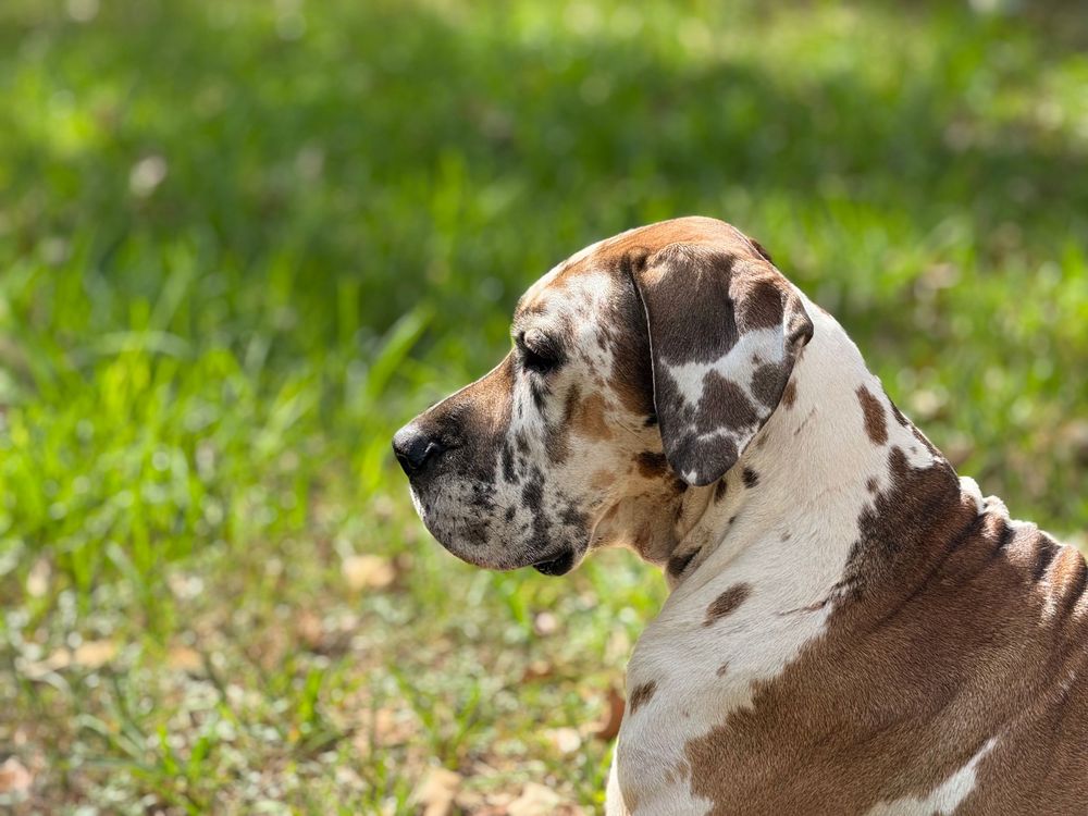 Close-up profile of spotted dog's head against green grass background.
