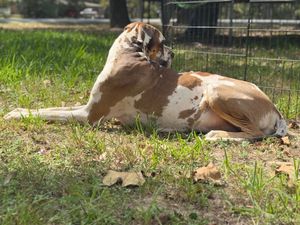 Great Dane with spotted coat lying down on grass with fallen leaves.