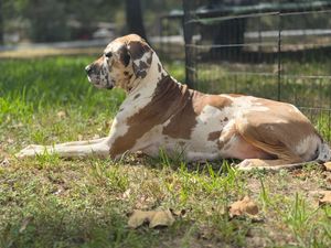 A brown and white spotted Great Dane dog rests on grass near a wire fence.