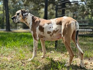 A tall Great Dane with brown and white spotted coat stands in profile on grassy ground.
