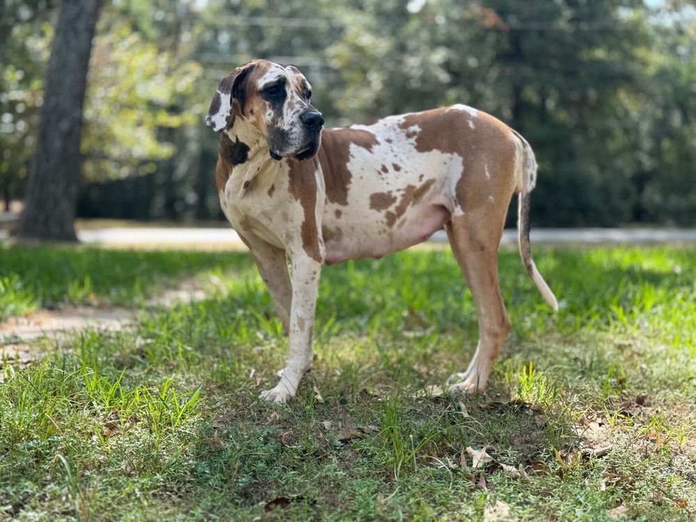Spotted dog standing alertly on grassy hill in natural outdoor setting.