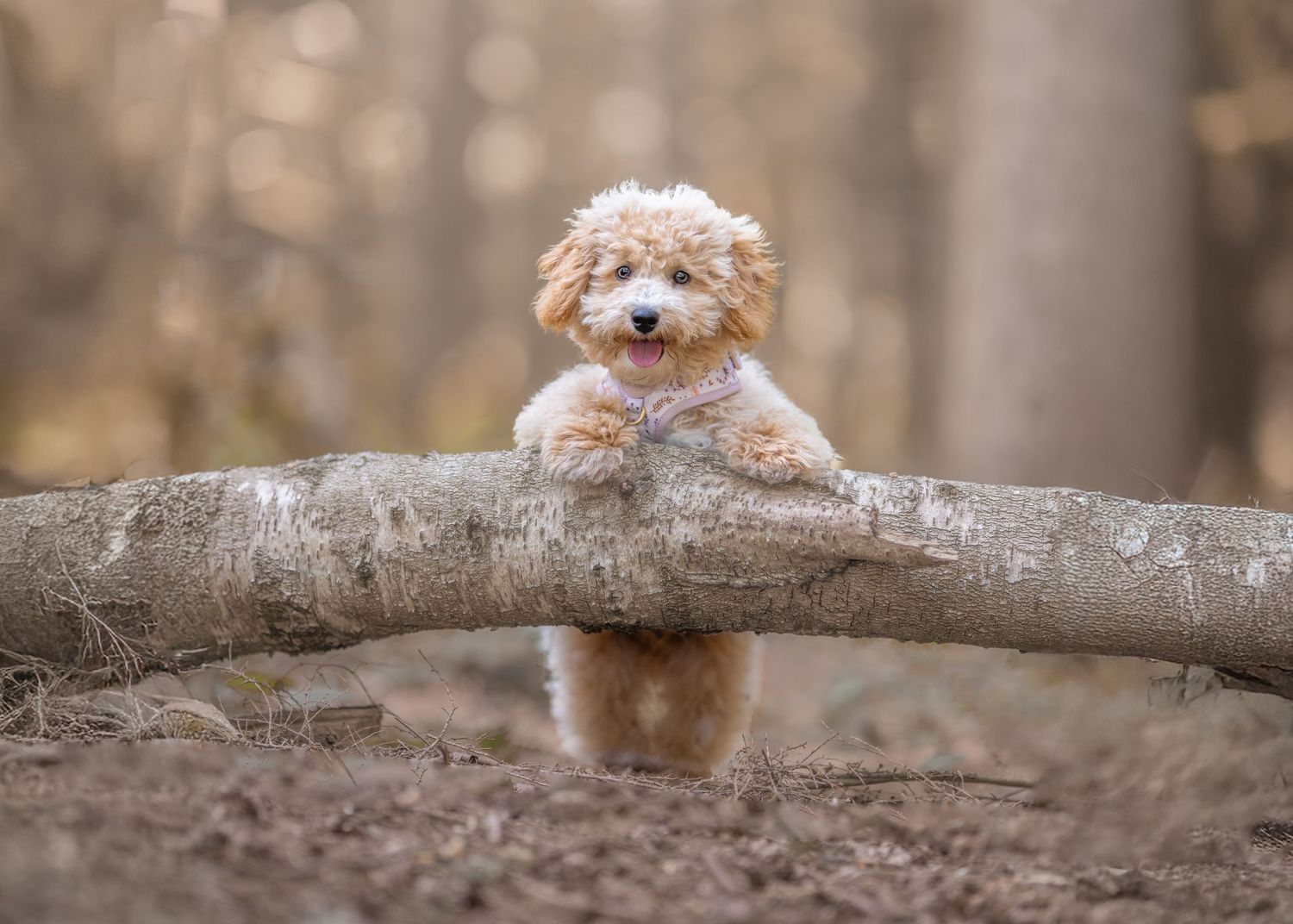 Dachshund puppy with brown dappled coat lies in green grass while playing with a colorful toy in its mouth.