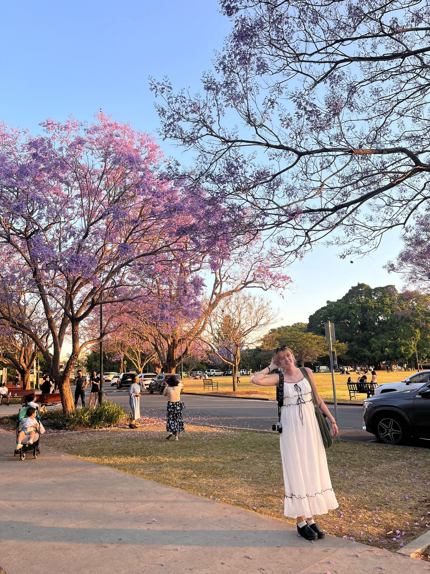 Cherry blossom trees bloom along a parking area during sunset, creating a serene pink canopy in a public park.