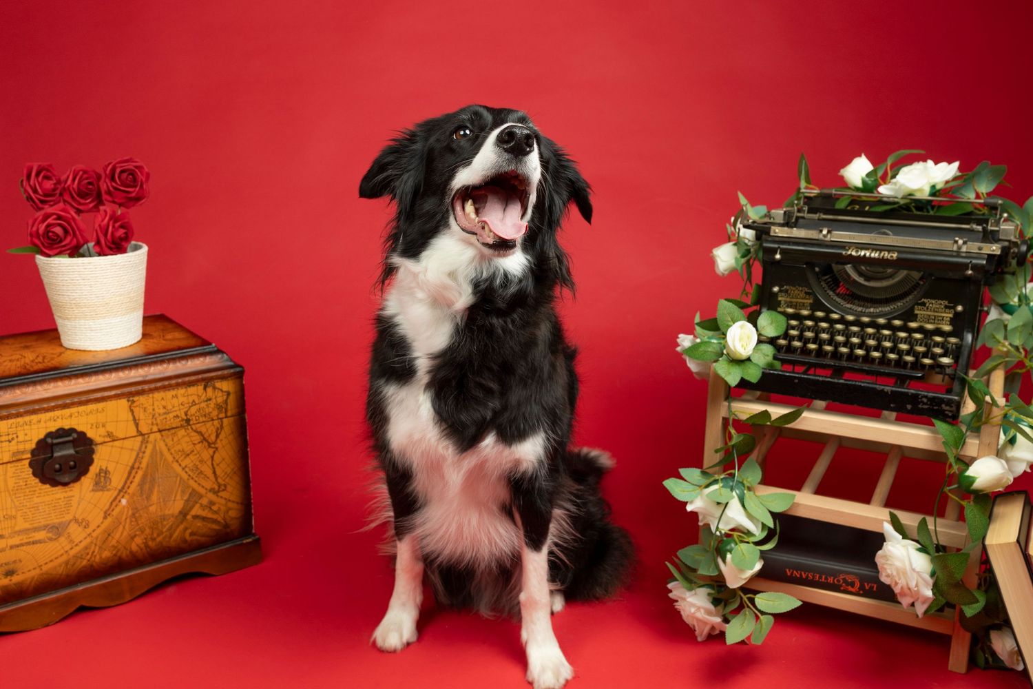 Alegre perro Border Collie bostezando juguetonamente entre una máquina de escribir antigua y rosas, creando una escena de estudio caprichosa