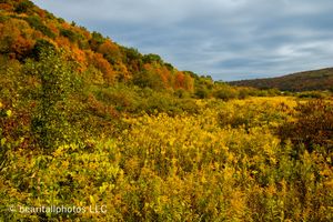 Colorful fall foliage blankets rolling hills with yellow wildflowers in foreground.