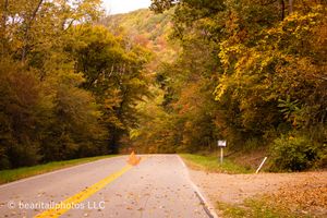 Autumn leaves cover winding rural road through golden forest canopy.