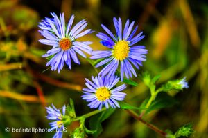 Three purple asters with bright yellow centers bloom in sharp macro detail.