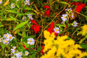 Vibrant wildflowers featuring red, yellow, and purple blooms against lush green foliage.