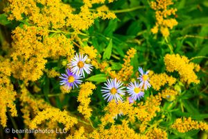 Golden goldenrod flowers bloom alongside purple asters in a late summer meadow.