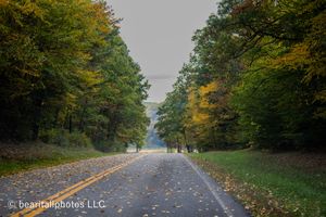 Tree-lined rural road covered in fallen autumn leaves on an overcast day.