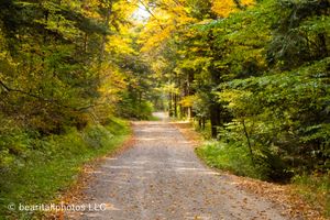 Winding gravel path through a forest with trees displaying brilliant yellow autumn colors.