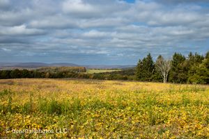 Expansive meadow of yellow wildflowers stretching to the horizon under cloudy skies.