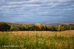 Panoramic view of rolling hills covered in golden wildflowers under a dramatic cloudy sky.