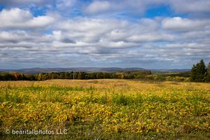 Vast field of yellow wildflowers stretching to the horizon under a bright blue sky.
