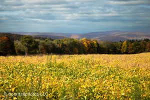 Yellow wildflower meadow extends across rolling terrain with mountains in the distance.