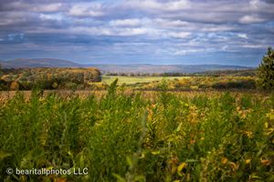 Expansive vista of flowering meadows and hills under dramatic cloud formations.