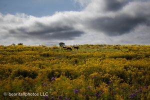 Autumn landscape with golden vegetation covering hillsides under moody skies.