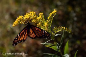 Close-up of monarch butterflies perched on bright yellow goldenrod flowers.