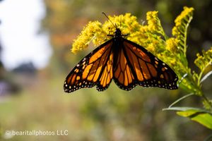 Monarch butterfly with spread wings perched on vibrant yellow goldenrod flowers.