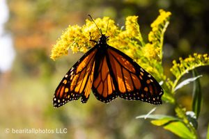 Series of monarch butterflies resting on yellow goldenrod flowers in sunlight.