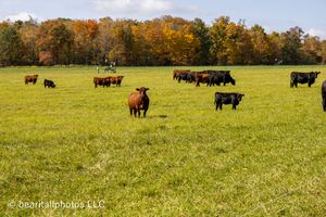 Black and brown cattle grazing in a green pasture with autumn trees in the background.