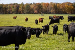 Herd of black Angus cattle spread across a lush green hillside pasture with fall foliage behind them.