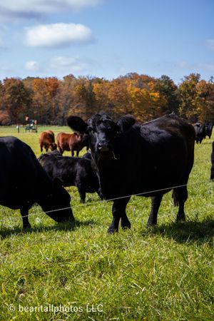 Close-up view of black cattle standing in line along an electric fence in a sunny meadow.