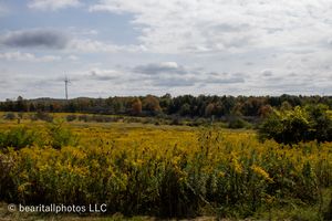 Panoramic view of rolling countryside with golden wildflowers and scattered trees under cloudy skies.
