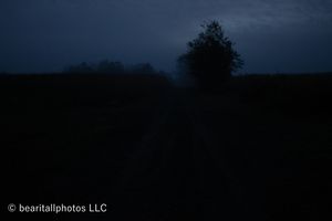 Foggy twilight landscape with dark silhouettes of trees against a deep blue sky.