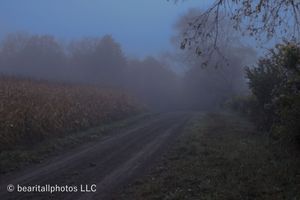 Rural dirt road disappearing into morning fog with autumn trees lining the path.