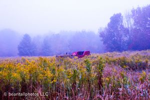 Colorful wildflower meadow stretching to misty purple hills in the distance.
