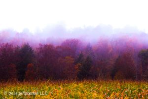 Panoramic view of fall foliage with purple-tinted fog rolling across the landscape.