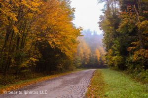 Winding dirt path through vibrant golden autumn forest on a misty day.