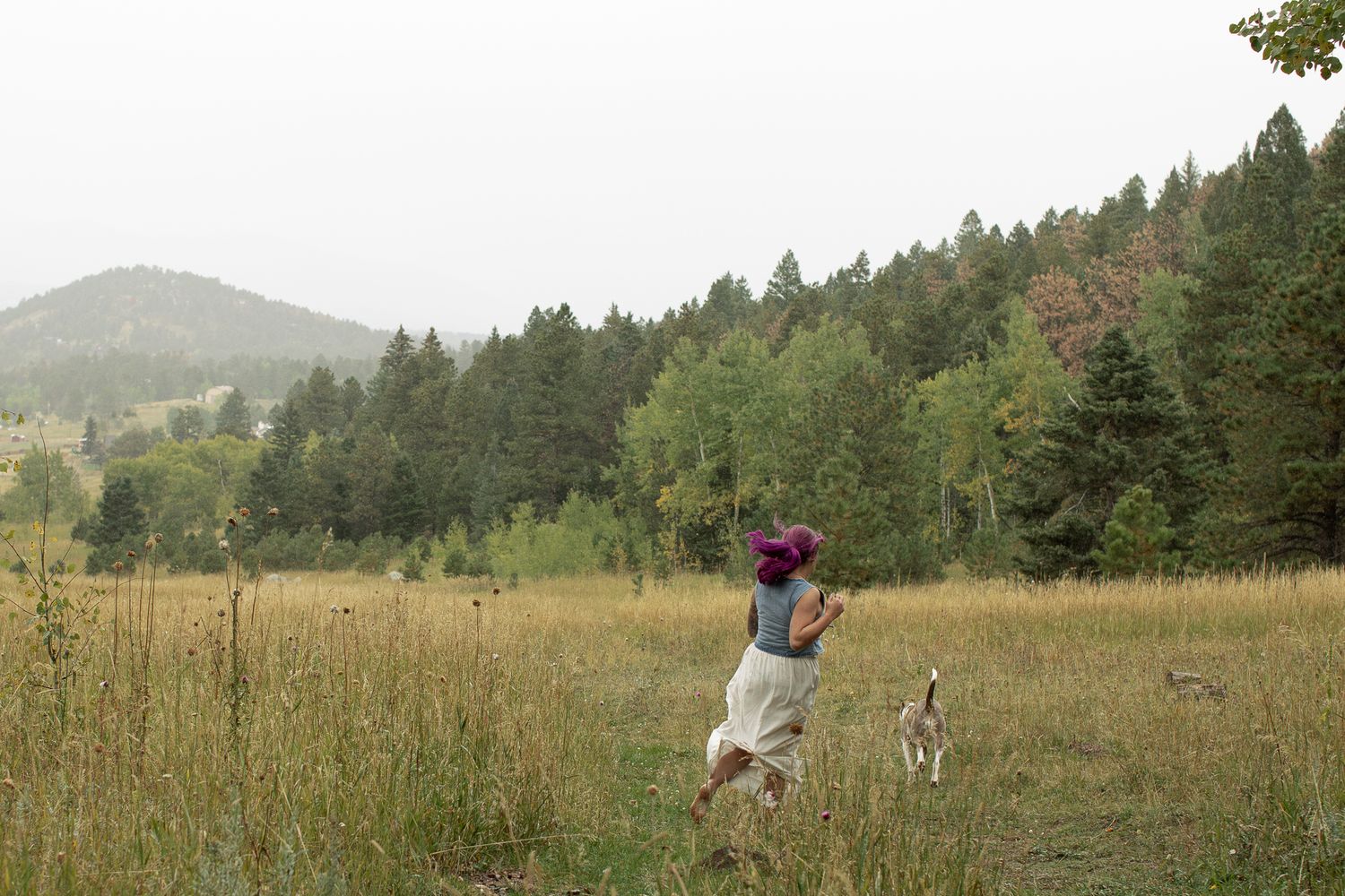 A panoramic view of rolling hills covered in tall grass and evergreen trees stretches across the landscape.