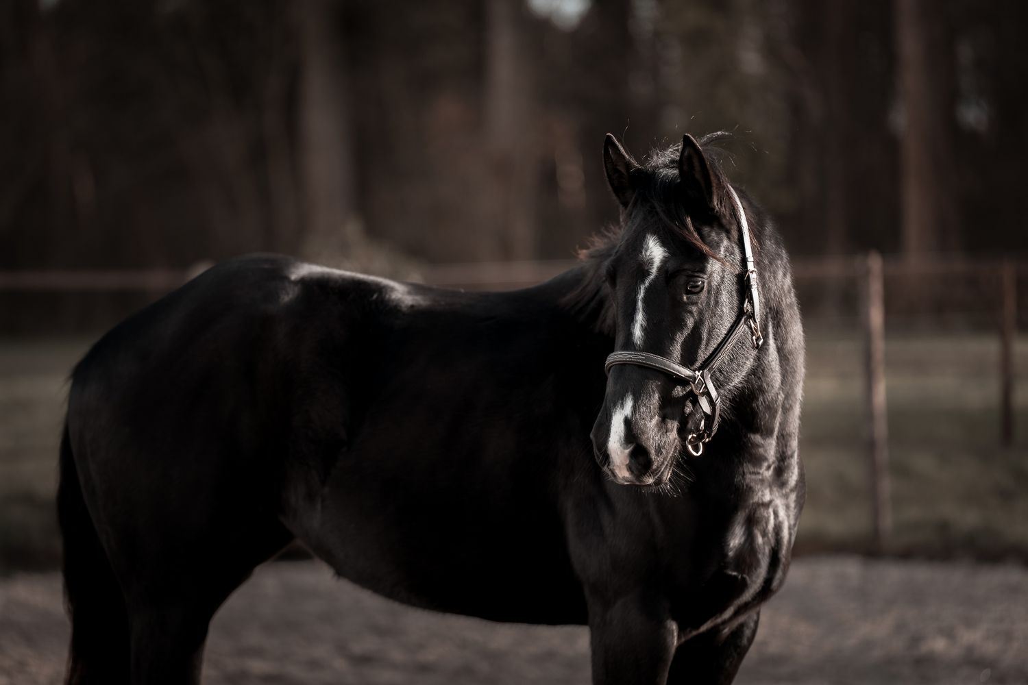 Verkoopfoto's paard