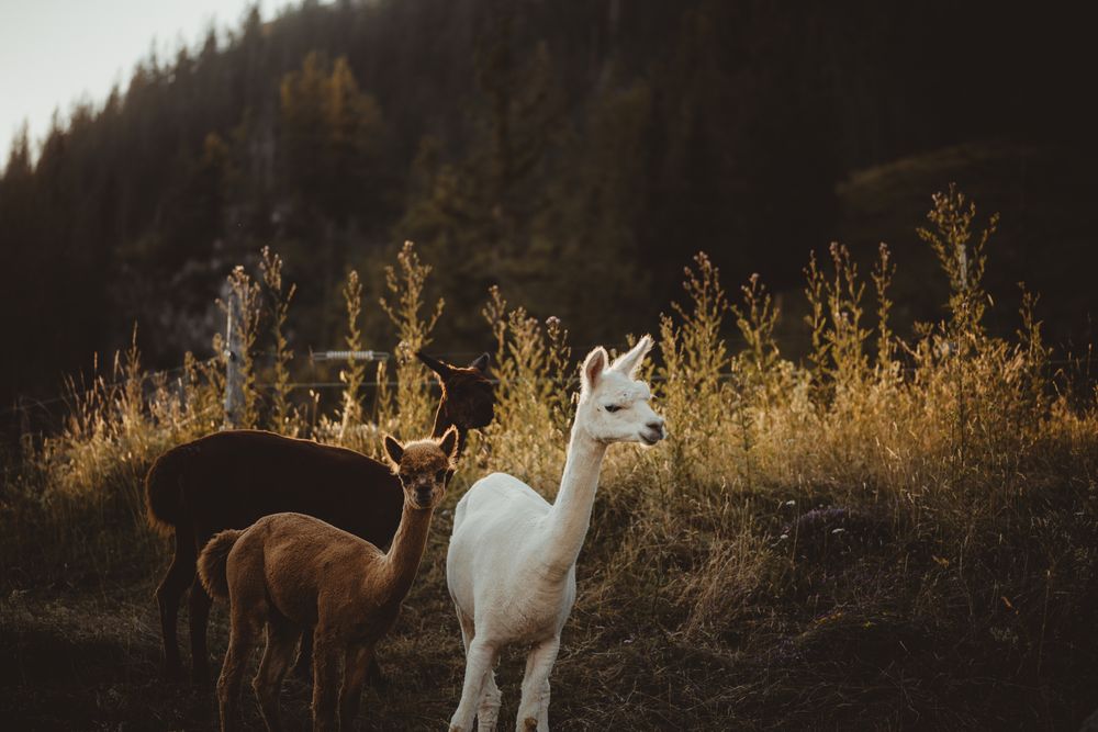 Two alpacas standing in golden tall grass at sunset with forest in background.