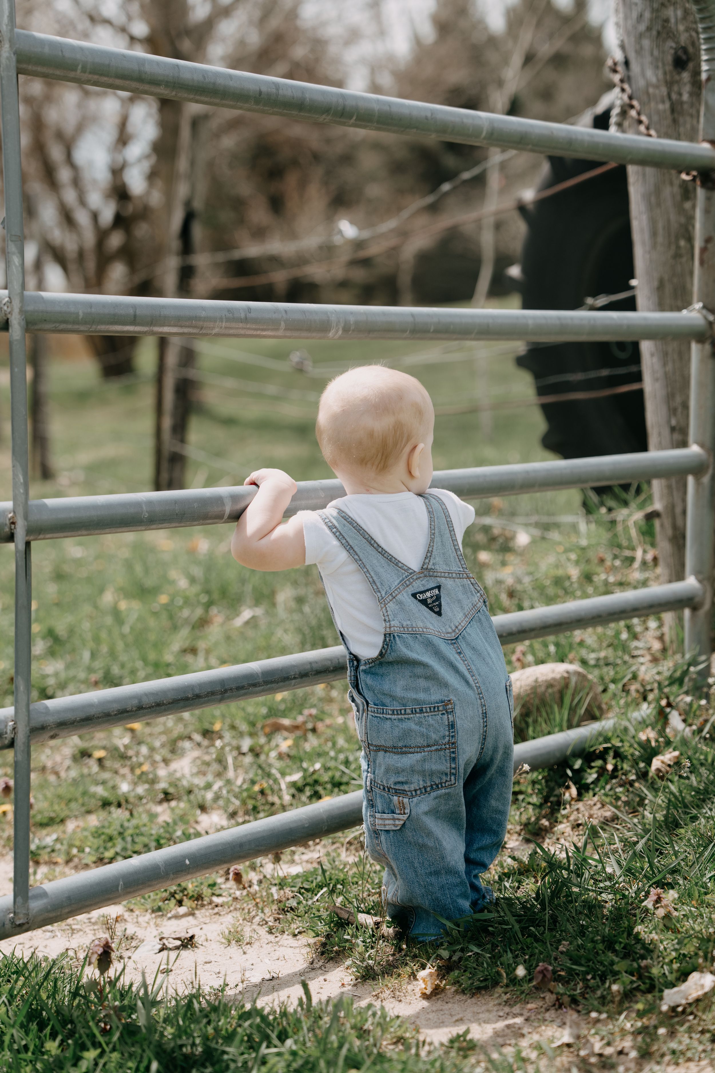 Small child in denim overalls stands curiously at a metal farm gate on a grassy hillside.