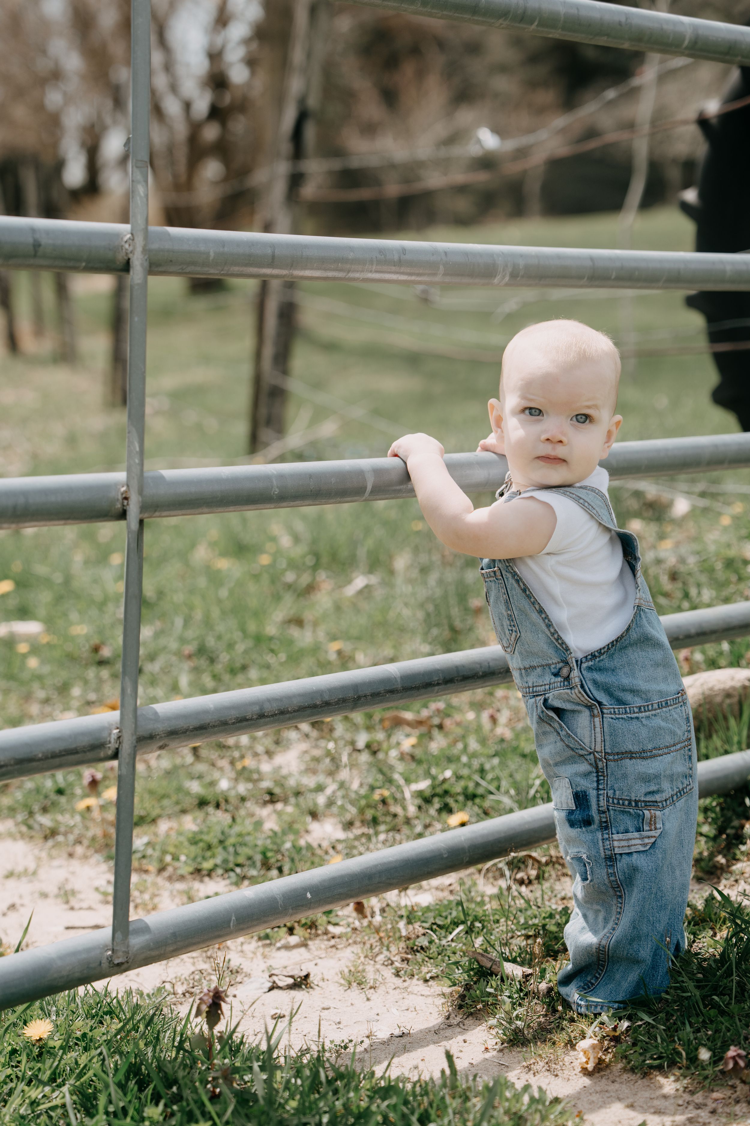 A toddler in denim overalls crawls and plays near a metal gate on grass and dirt.