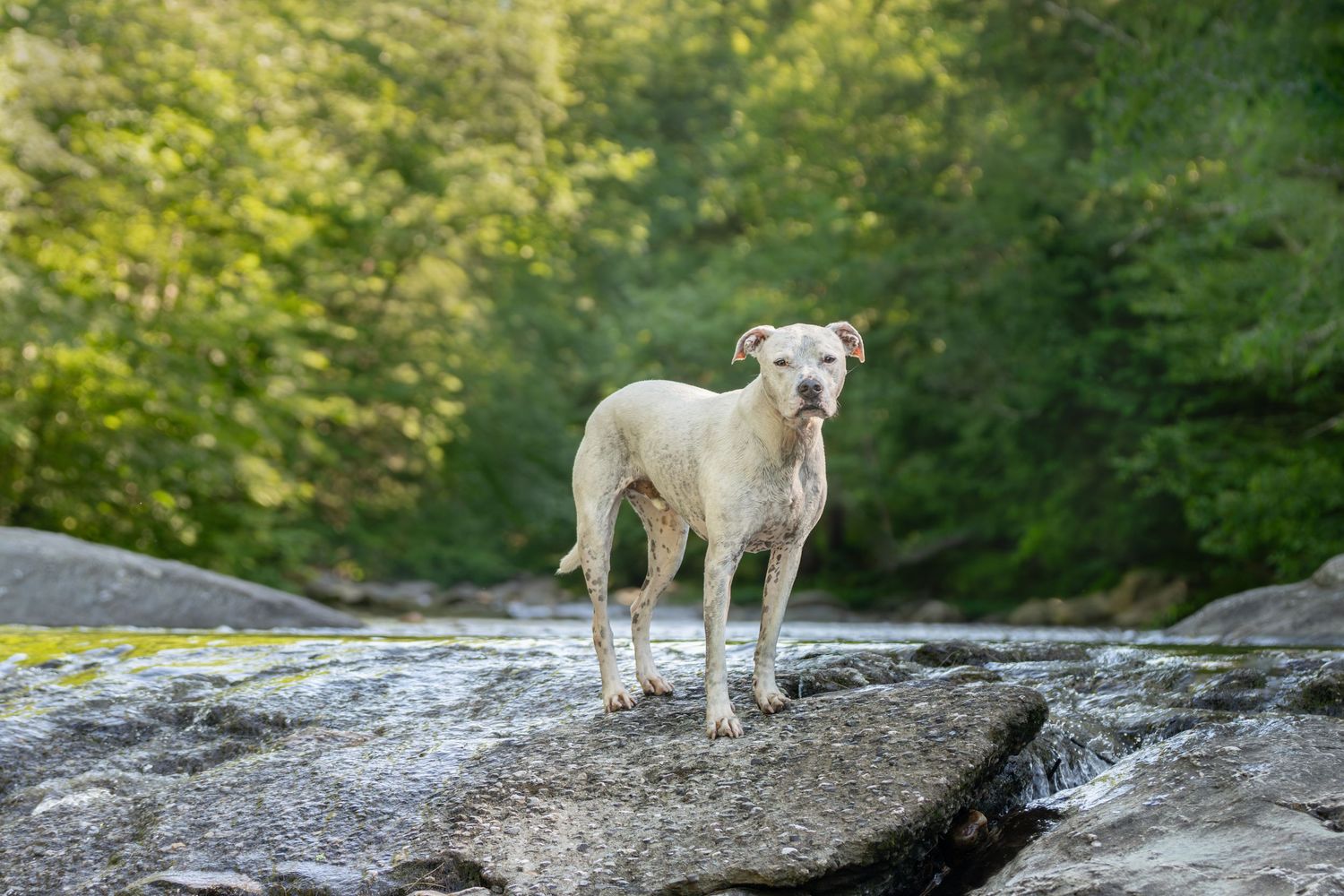 White pit bull dog stands confidently on a large flat rock against a green forest background.
