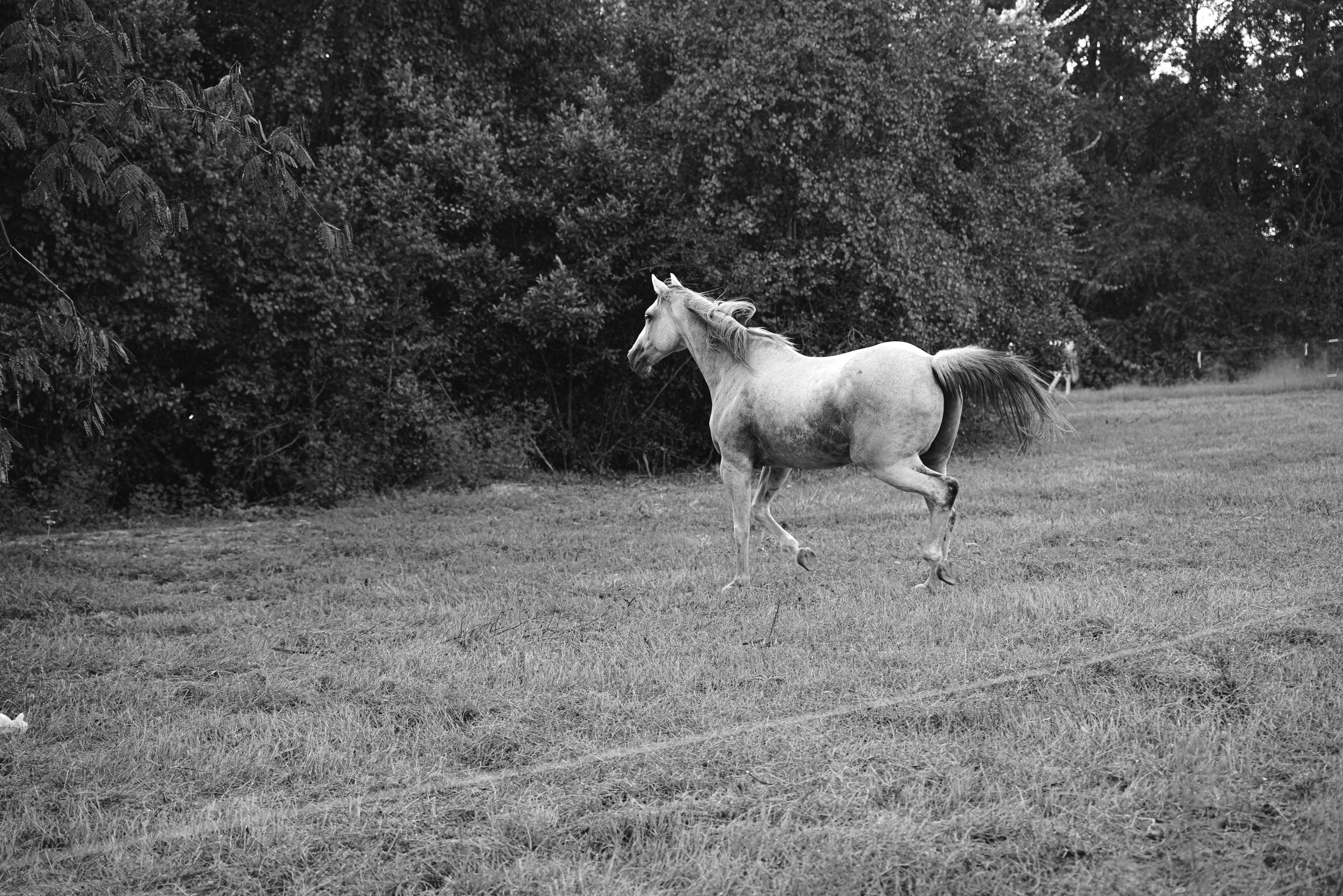 Black and white photograph of a white horse moving through a grassy meadow as seen in multiple sequential frames.