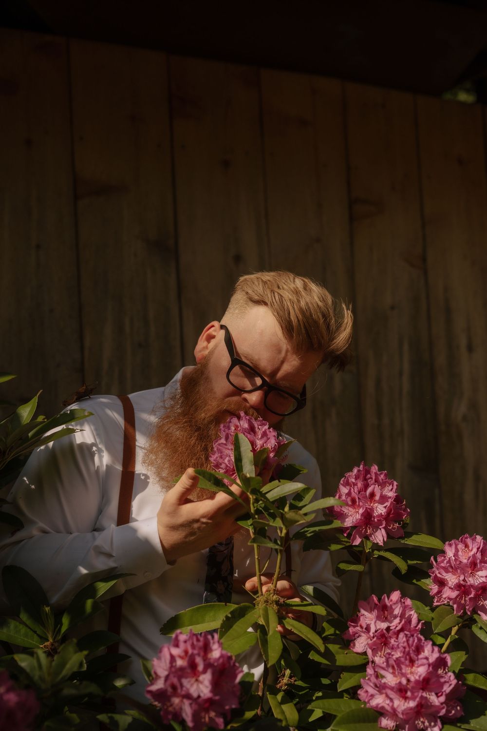 A bearded man in glasses and white shirt gently smells vibrant pink rhododendron flowers in a garden.