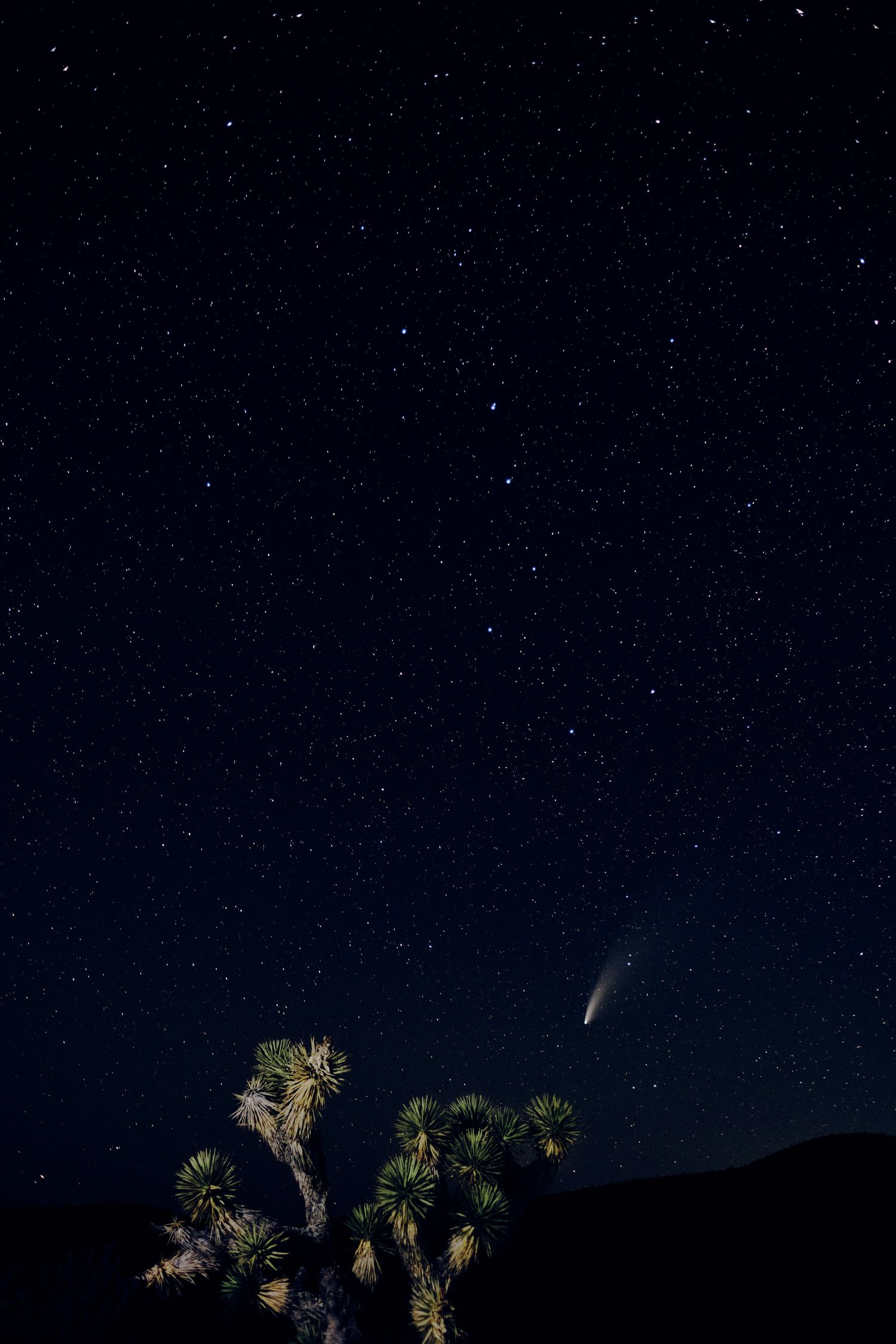 Joshua tree silhouetted against starry night sky with bright comet streaking overhead.