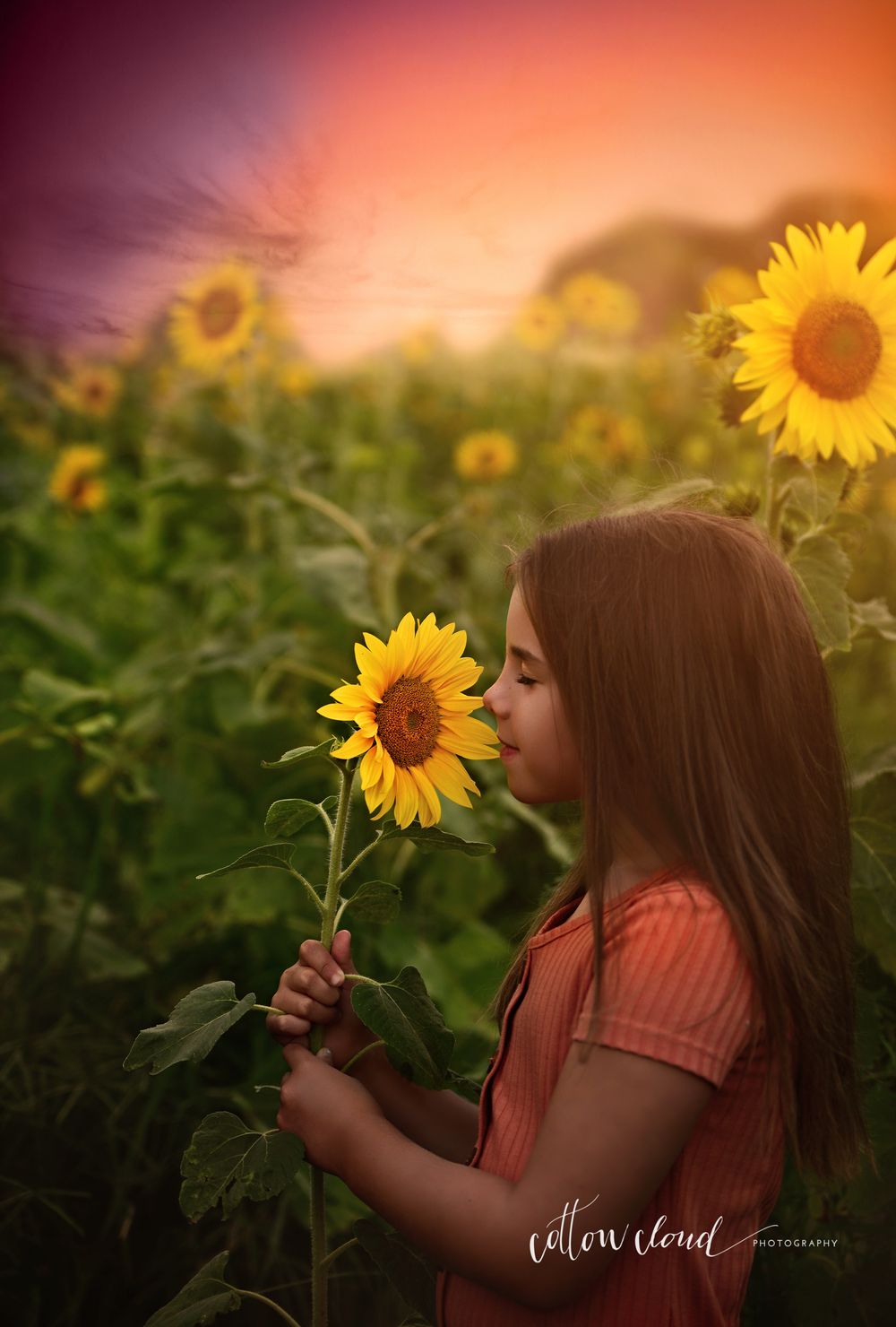 sunflower field at sunset Campbelltown cake smash photographer