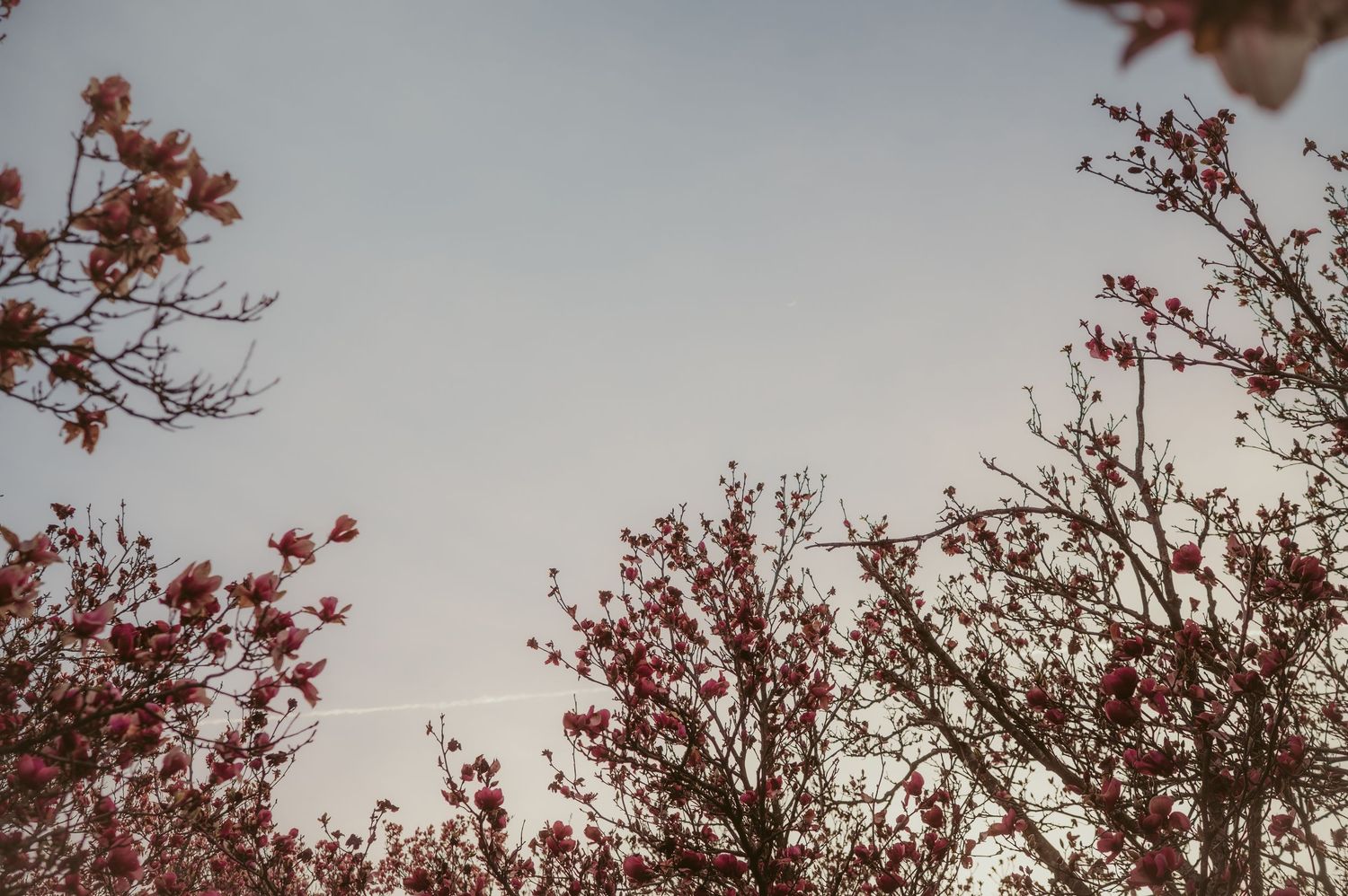 Red autumn maple trees against a cloudy sky create a dramatic seasonal landscape view.