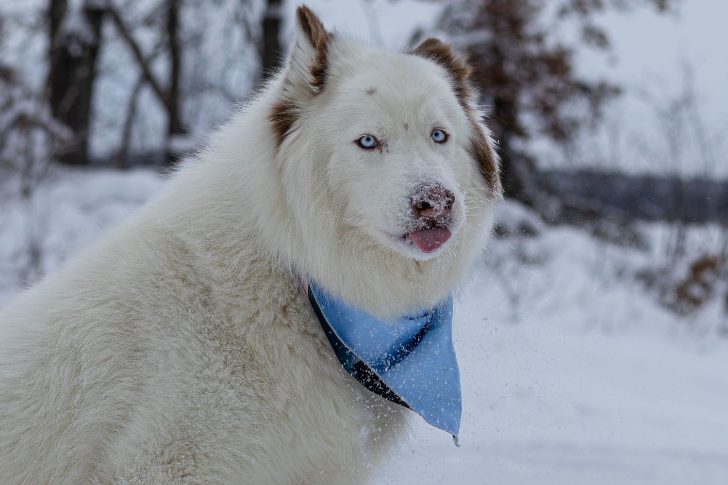 White Husky dog with blue eyes wearing a blue bandana in snowy winter landscape.