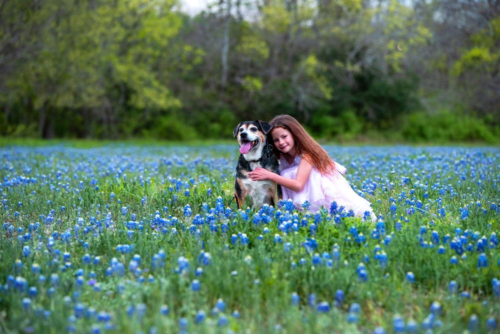 A person and husky dog sitting together in a beautiful field of blooming blue bonnets on a spring day.
