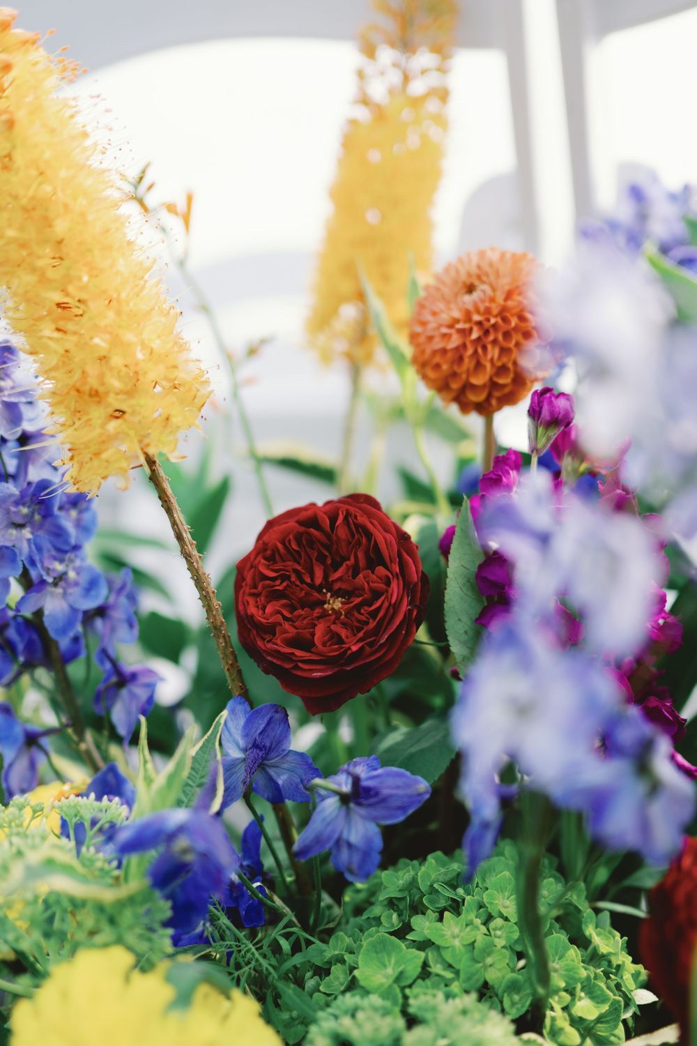 Lush garden bouquet with deep red roses, yellow blooms, and delicate blue delphiniums in natural lighting.